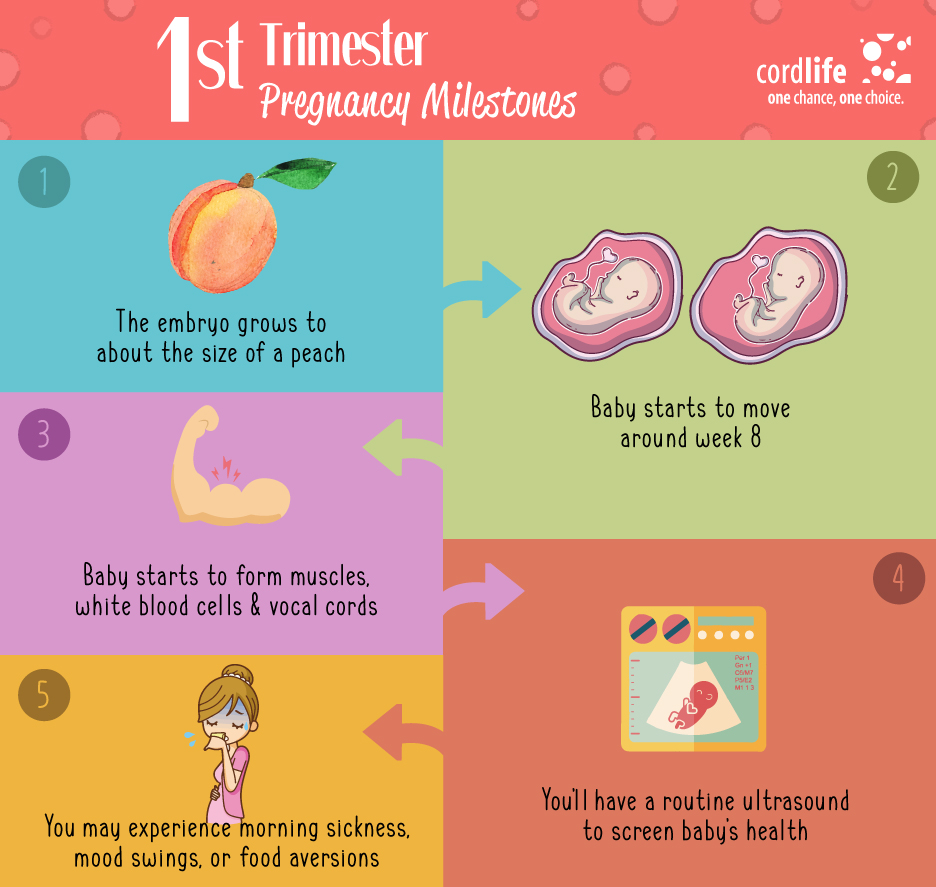 1st Trimester Pregnancy Milestones | Infographics