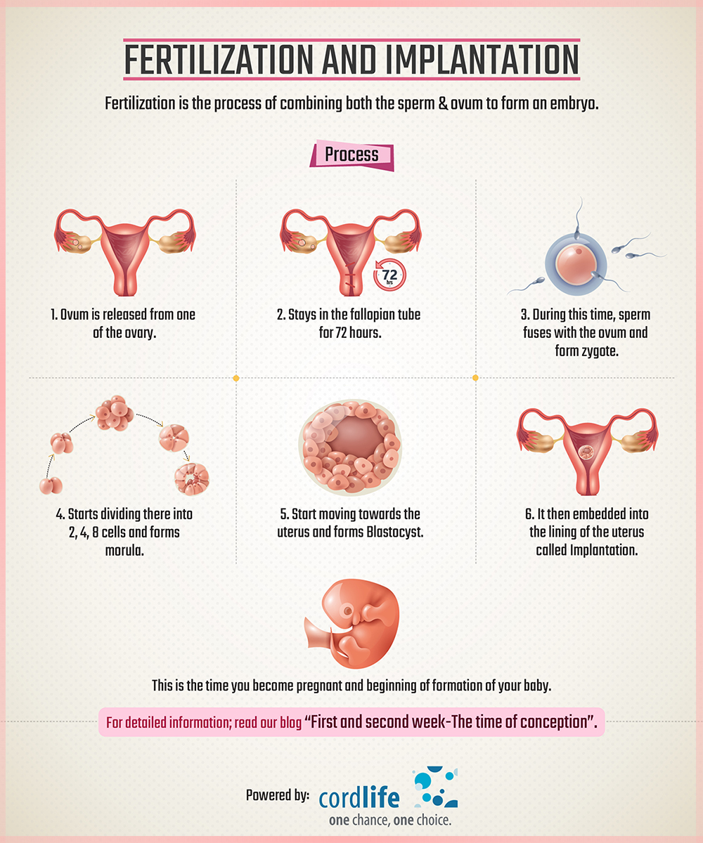Fertilisation And Implant Infographics