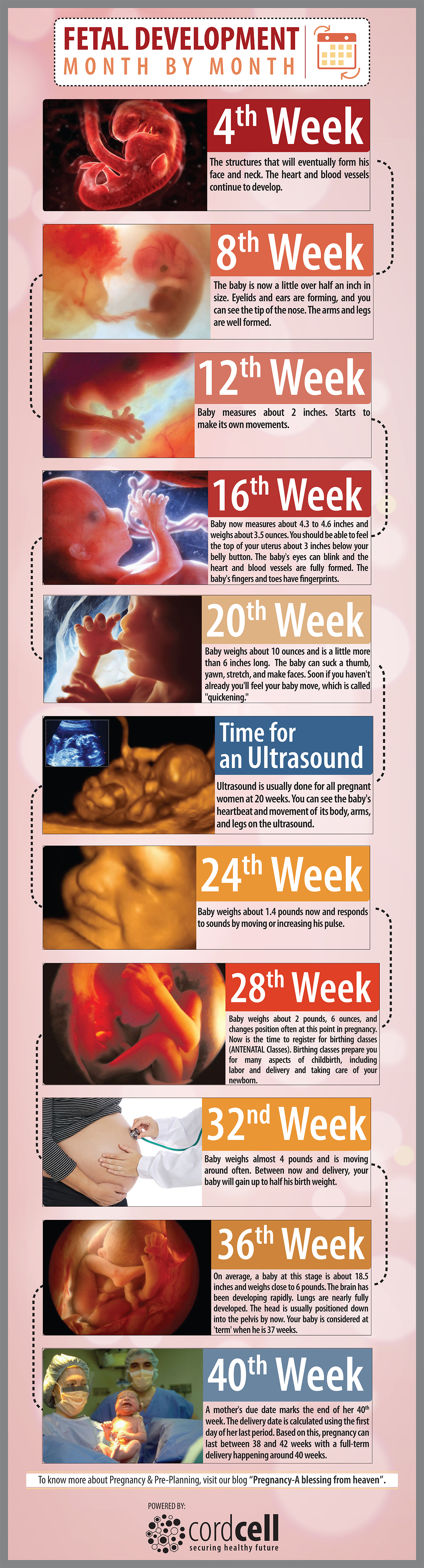 Fetal Development Week By Week The Simplified Guide - vrogue.co