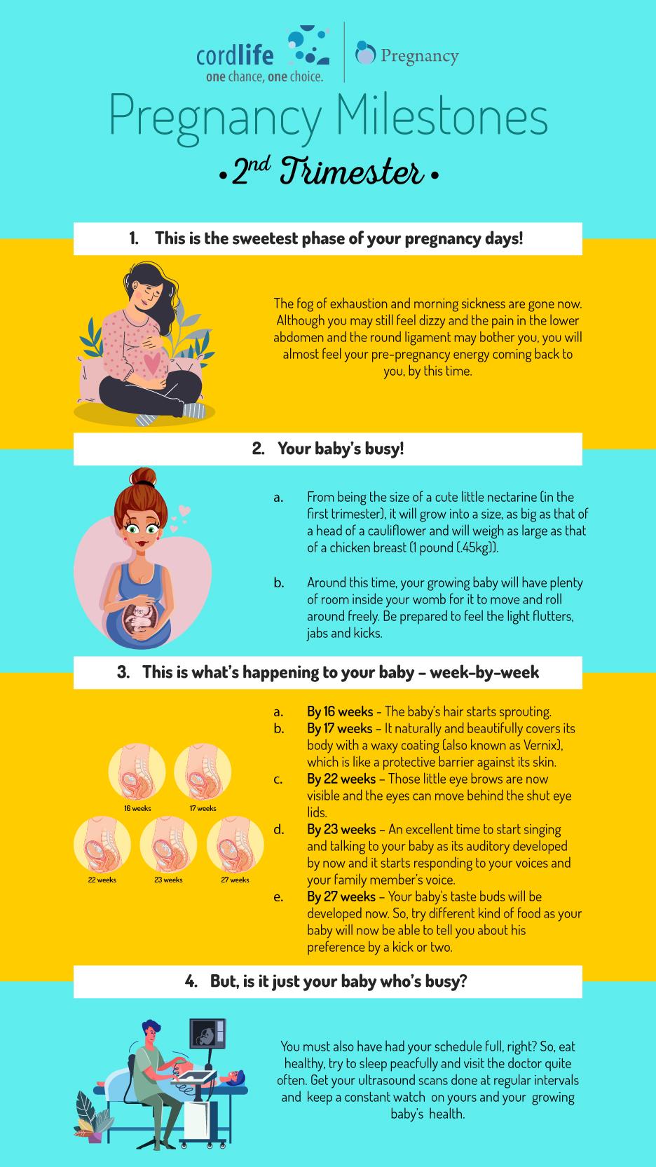 Pregnancy Milestones 2nd Trimester Infographics