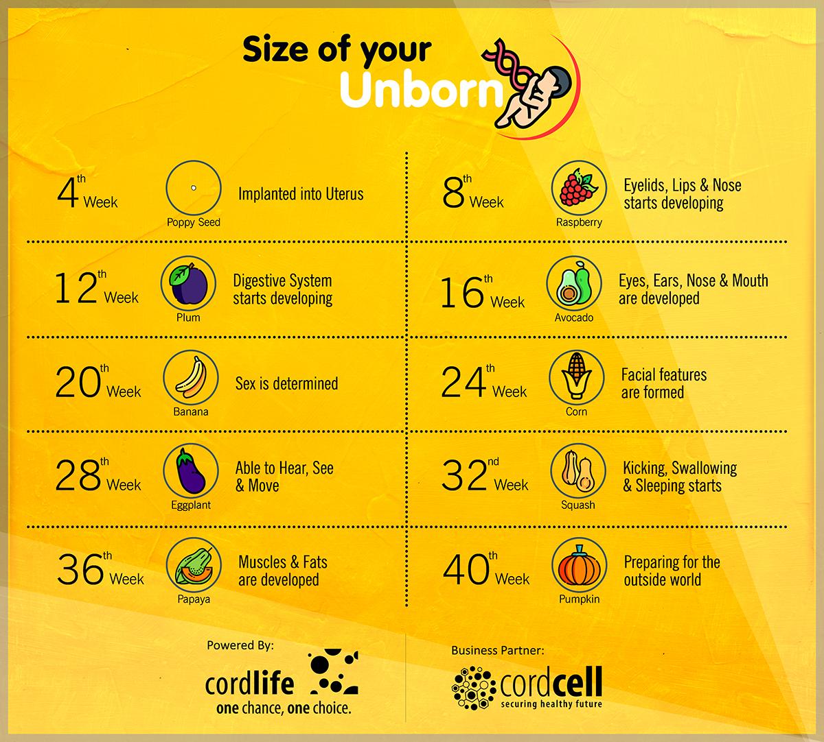 Size Of Your Unborn Baby Infographics